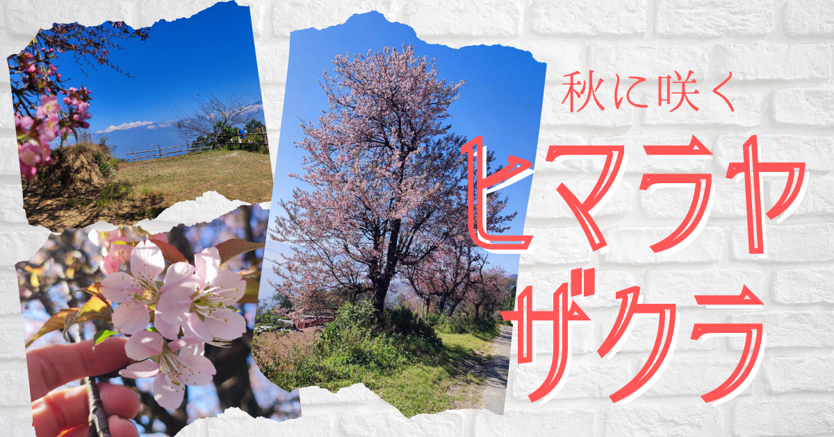 日本人の心を揺さぶる【桜】🌸【ヒマラヤザクラ】🌸 - 空のちょっと下で