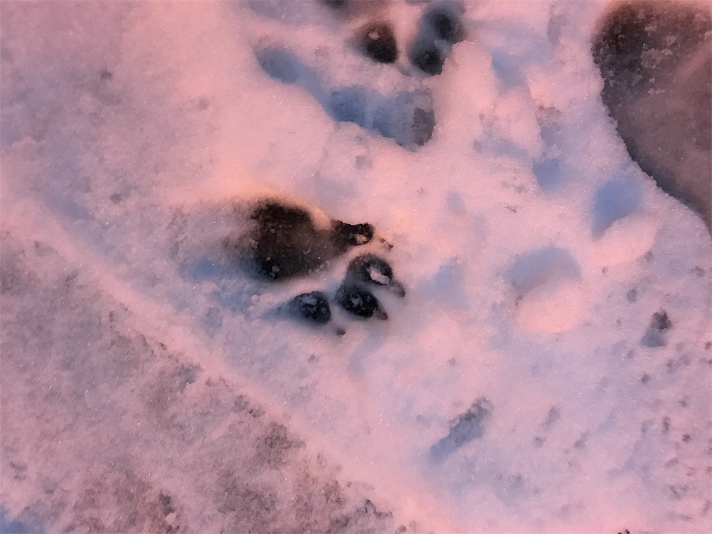 f:id:wash-fuel:20180202001613j:image