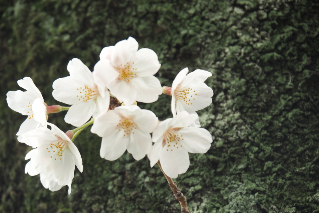 f:id:wassy1974:20180325211700j:plain f:id:wassy1974:20180325211700j:plain