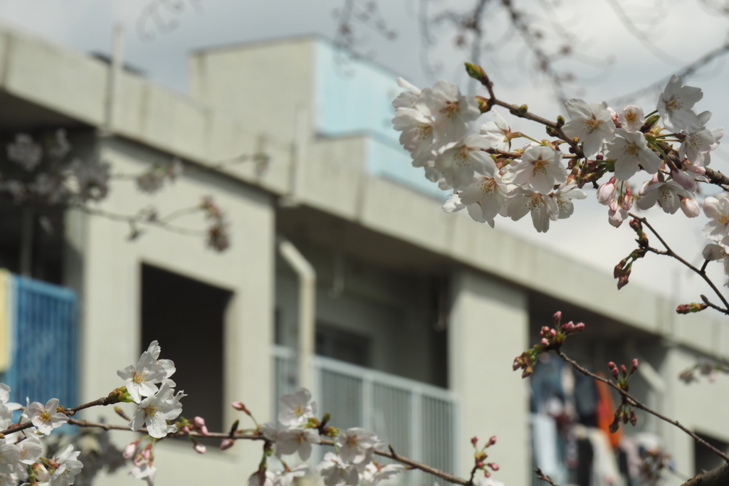 f:id:wassy1974:20180325211739j:plain f:id:wassy1974:20180325211739j:plain