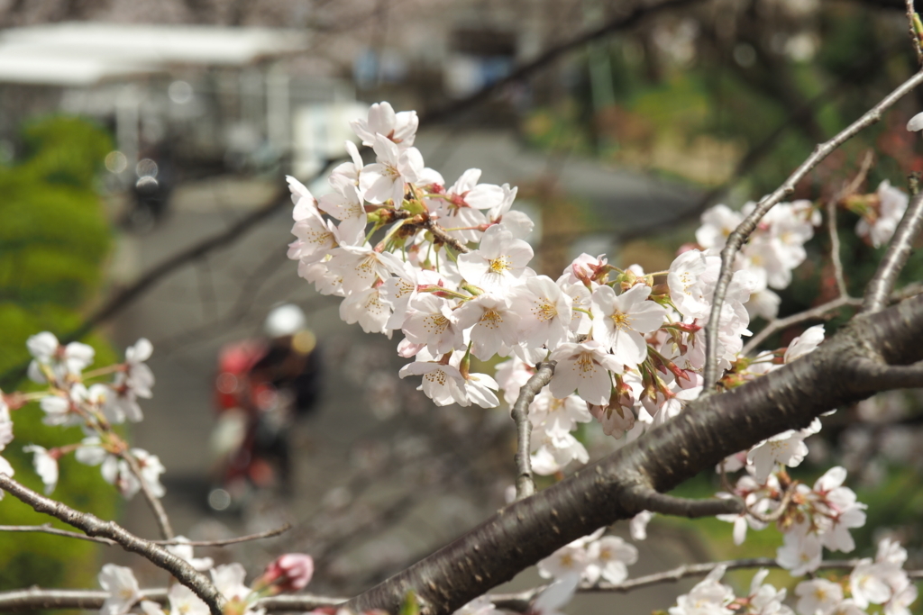 f:id:wassy1974:20180325211757j:plain f:id:wassy1974:20180325211757j:plain