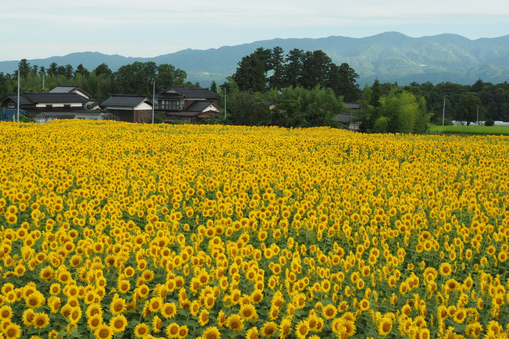 f:id:wassy1974:20180730220145j:plain f:id:wassy1974:20180730220145j:plain