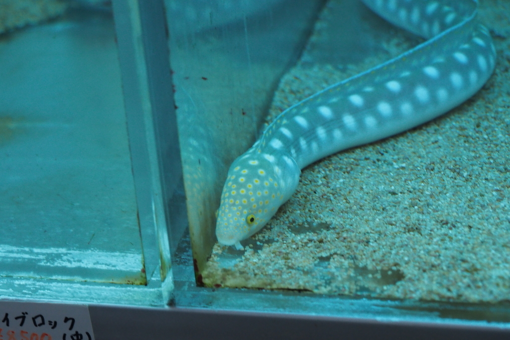 f:id:wassy1974:20180909221046j:plain f:id:wassy1974:20180909221046j:plain