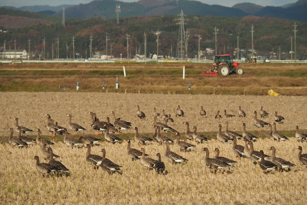 f:id:wassy1974:20181127221636j:plain