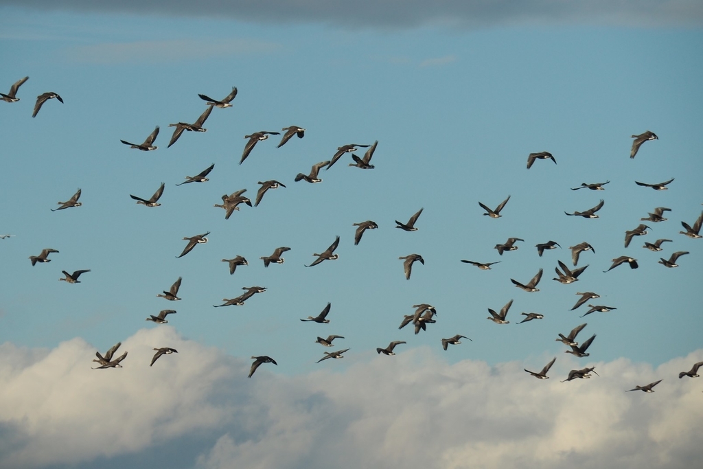 f:id:wassy1974:20181127221659j:plain