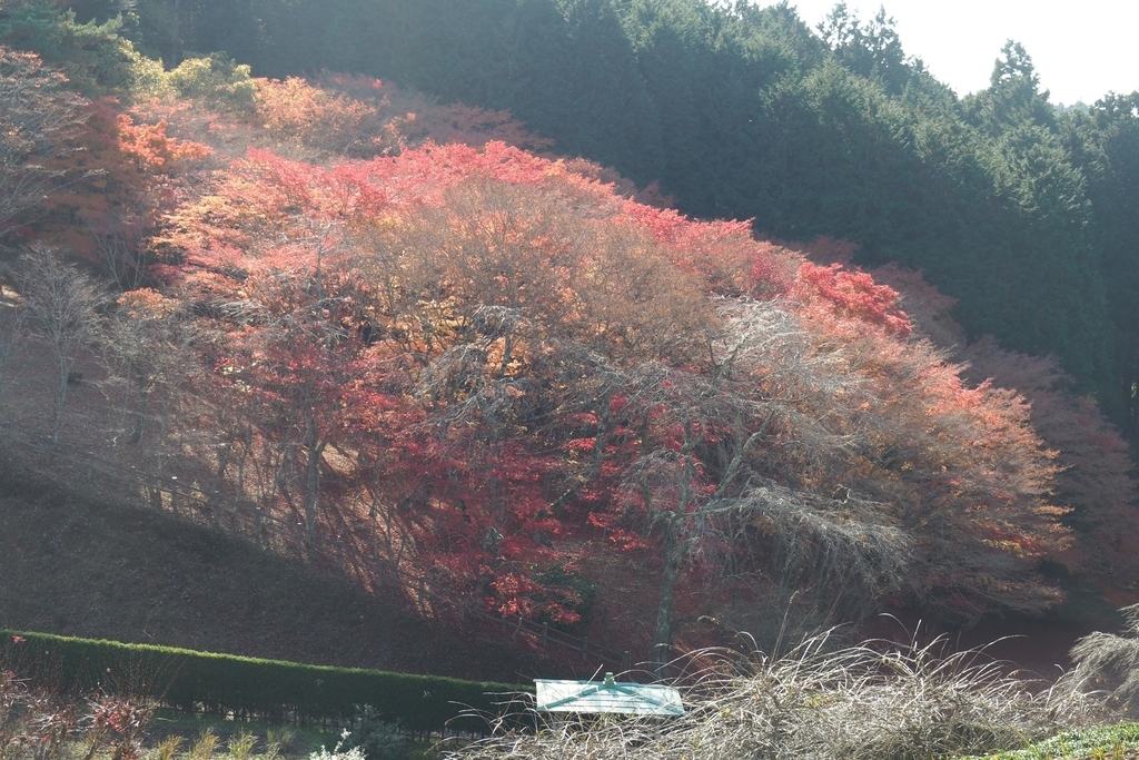 f:id:wassy1974:20181130223351j:plain f:id:wassy1974:20181130223351j:plain