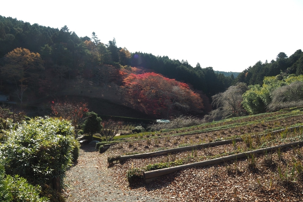 f:id:wassy1974:20181130223404j:plain f:id:wassy1974:20181130223404j:plain