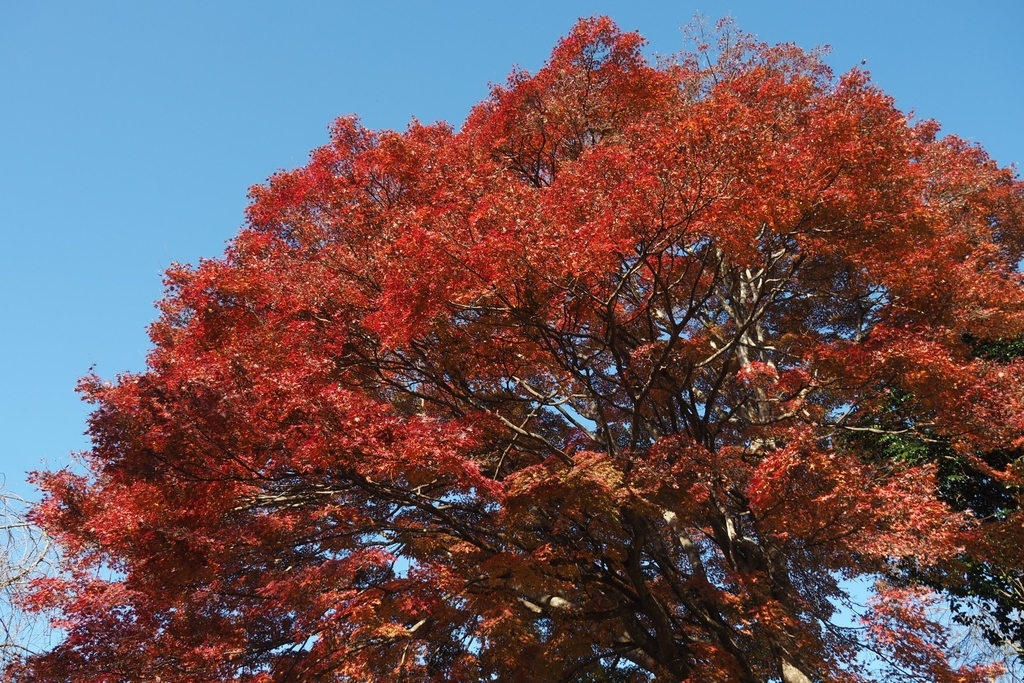 f:id:wassy1974:20181130223432j:plain f:id:wassy1974:20181130223432j:plain