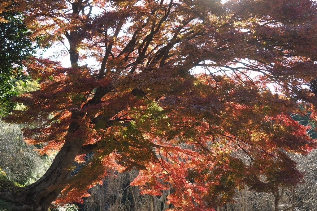 f:id:wassy1974:20181130223440j:plain f:id:wassy1974:20181130223440j:plain