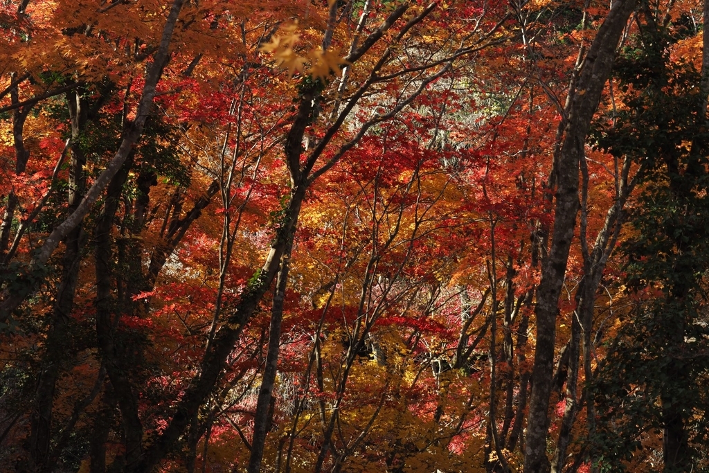 f:id:wassy1974:20181130223529j:plain f:id:wassy1974:20181130223529j:plain