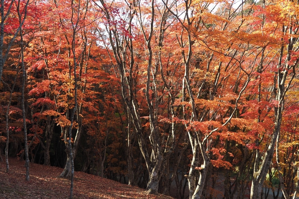 f:id:wassy1974:20181130223536j:plain f:id:wassy1974:20181130223536j:plain