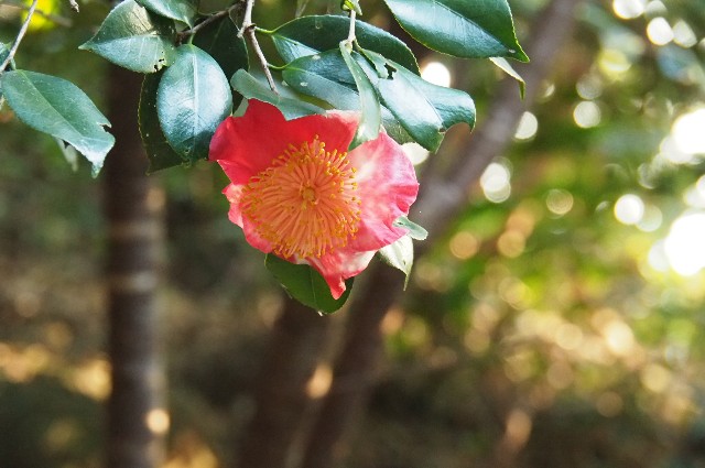 f:id:wassy1974:20181231102807j:image f:id:wassy1974:20181231102807j:image