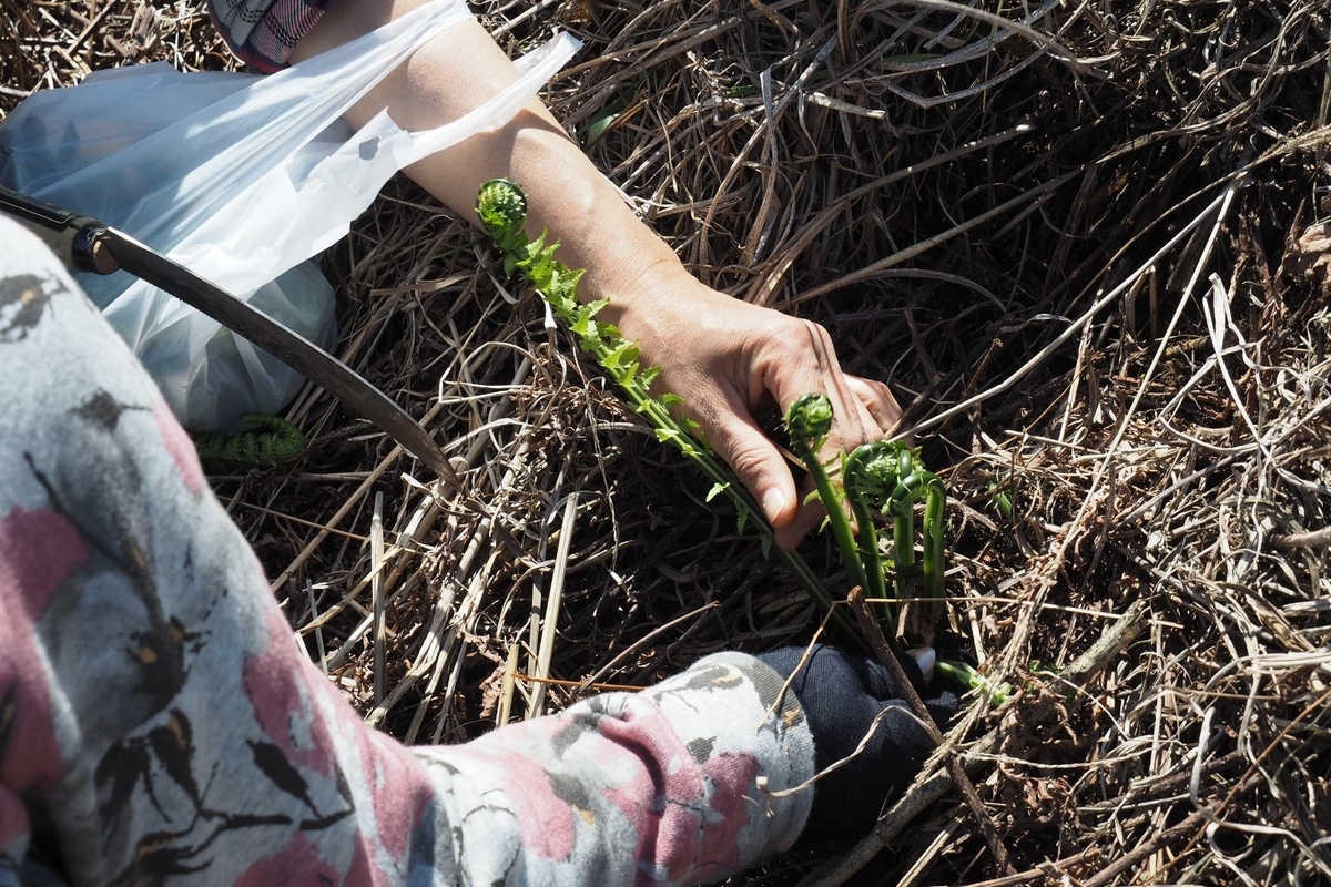 f:id:wassy1974:20190509081444j:plain f:id:wassy1974:20190509081444j:plain