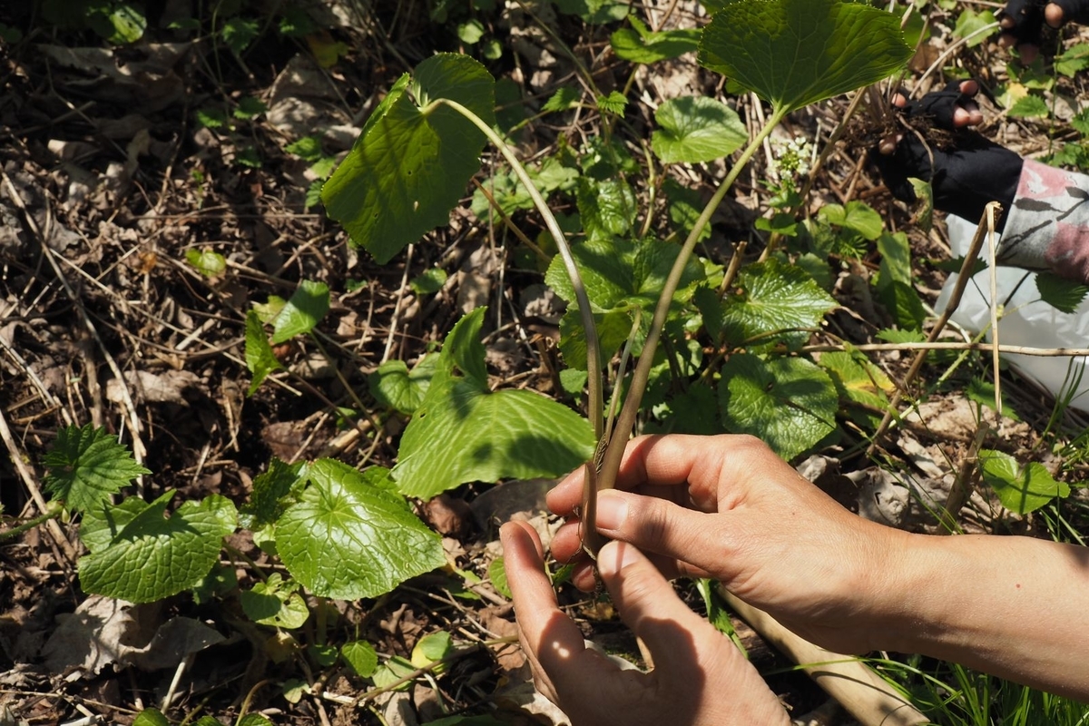 f:id:wassy1974:20190509081506j:plain f:id:wassy1974:20190509081506j:plain