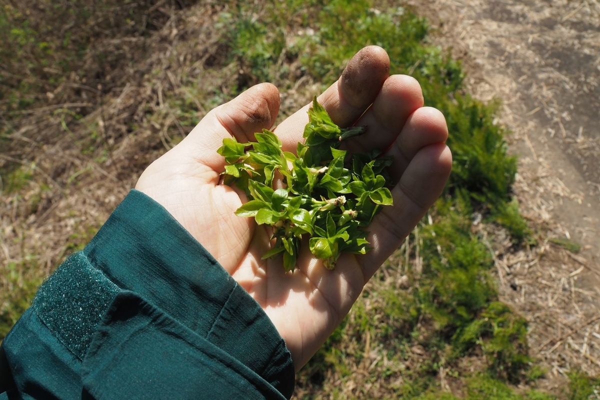 f:id:wassy1974:20190509081516j:plain f:id:wassy1974:20190509081516j:plain