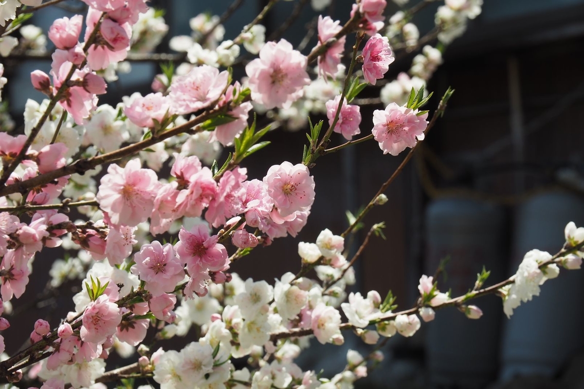 f:id:wassy1974:20190509081530j:plain f:id:wassy1974:20190509081530j:plain