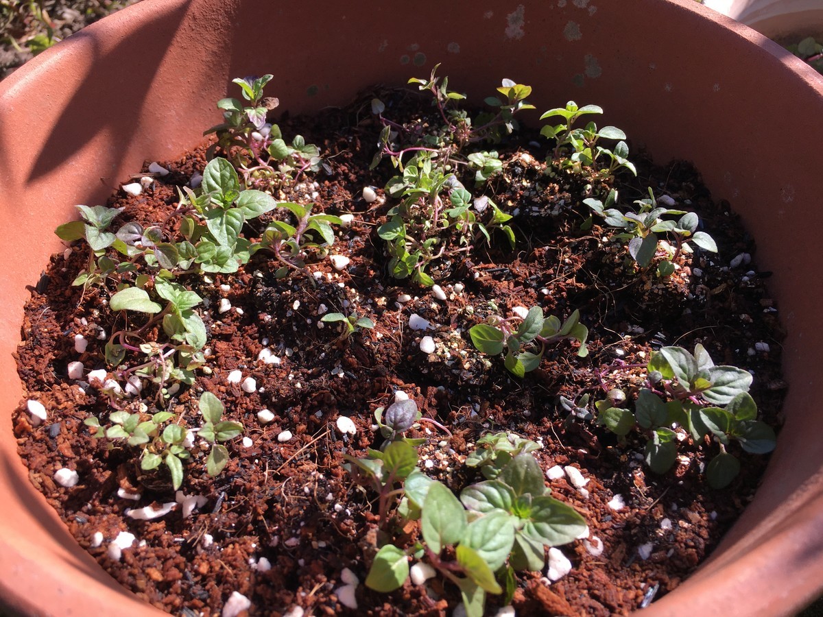 ハーブ ペパーミント 種から栽培日記 1袋目 お花が咲きました Me日々のメモmo