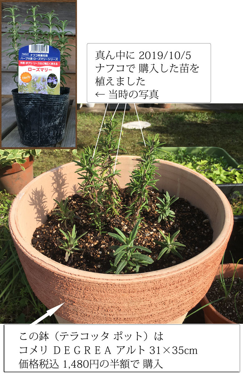 ハーブ ローズマリー 種から栽培日記 1袋目 Me日々のメモmo ハーブ ローズマリー 種から栽培日記 1袋目 Me日々のメモmo