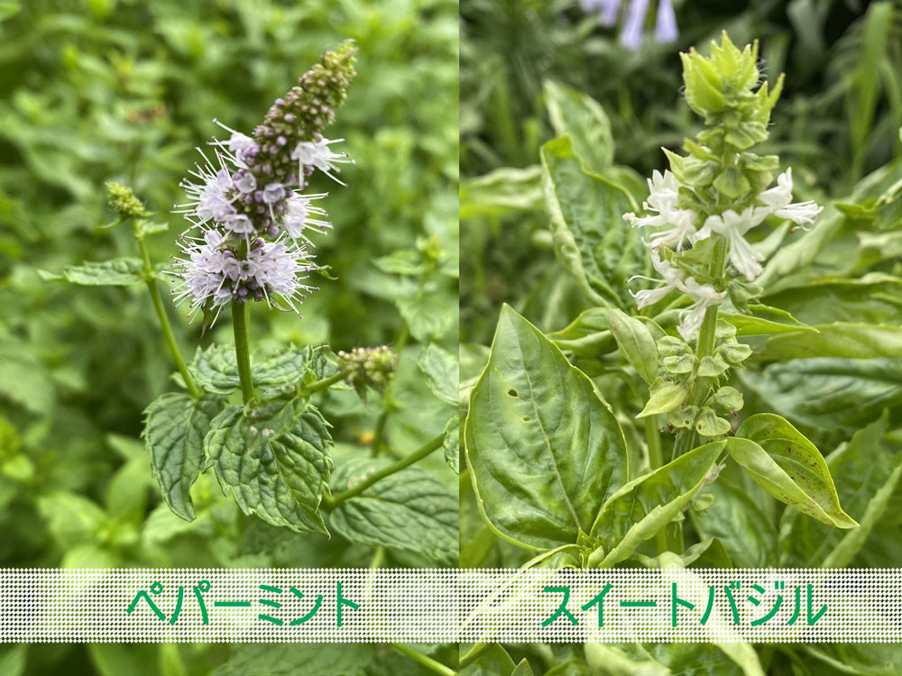 ペパーミントの花 スイートバジルの花