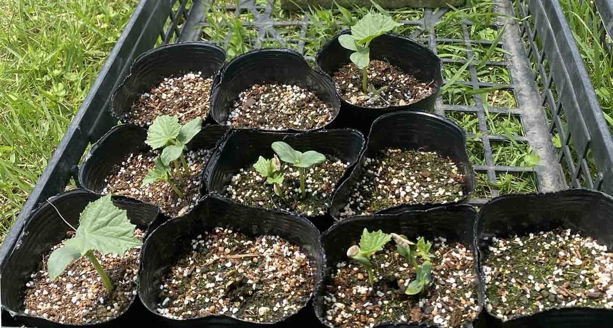 種編 まとめ 食べ終わった 果物や野菜の 種から発芽 りんご キウイフルーツ 巨峰 レモン トマト 再生野菜 リボベジ Me日々のメモmo 種編 まとめ 食べ終わった 果物や野菜の 種から発芽 りんご キウイフルーツ 巨峰 レモン トマト 再生野菜 リボベジ Me日々のメモmo