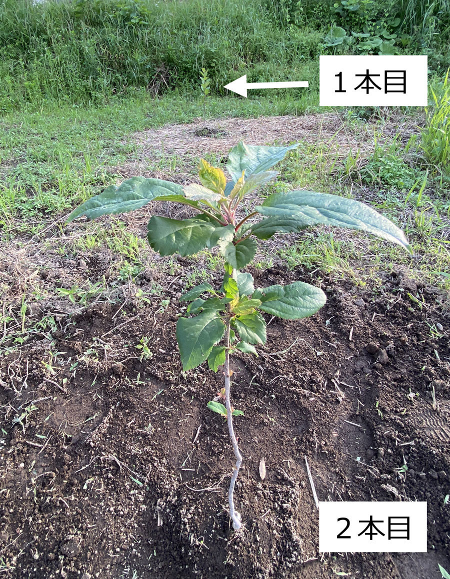 種編 りんご 1年3か月経過 順調に育ってる 種を発芽させる 初心者 家庭菜園 年 Me日々のメモmo
