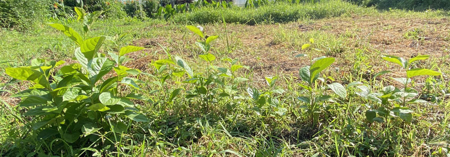 柿の苗は元気に成長しています。2021/7/30（229日）