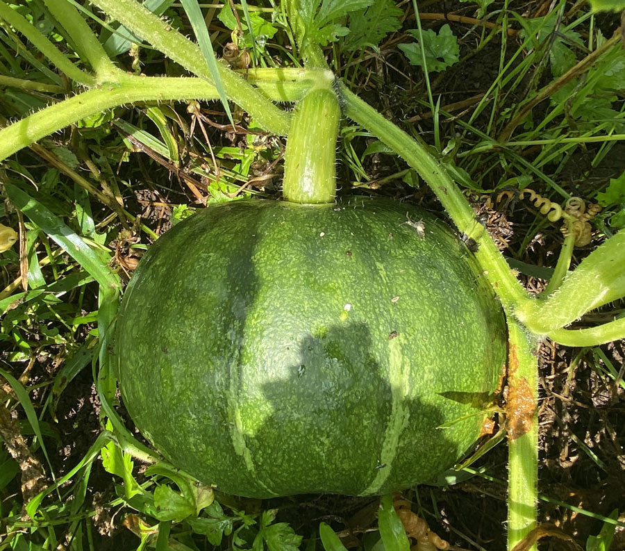 21年はカボチャを収穫できました 種編 カボチャ 食べ終わった カボチャ から 種を取り 発芽させて 育ててみる 緑黄色野菜 Me日々のメモmo