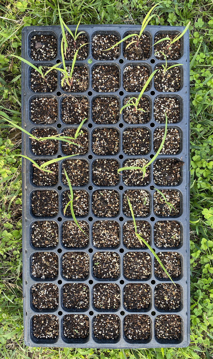 ハーブ レモングラス 種から栽培日記 1袋目 21年 22年 種を捨てないで植えてみるブログ