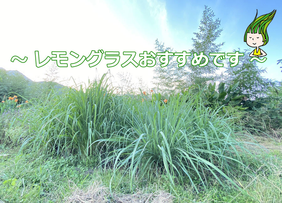 ハーブ レモングラス 種から栽培日記 1袋目 21年 22年 種を捨てないで植えてみるブログ