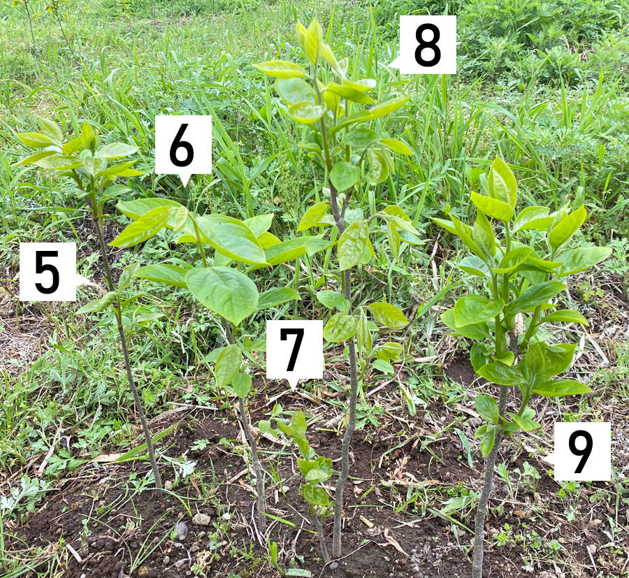 24本柿の新芽が成長しています。2022/4/19（１年４か月６日目）