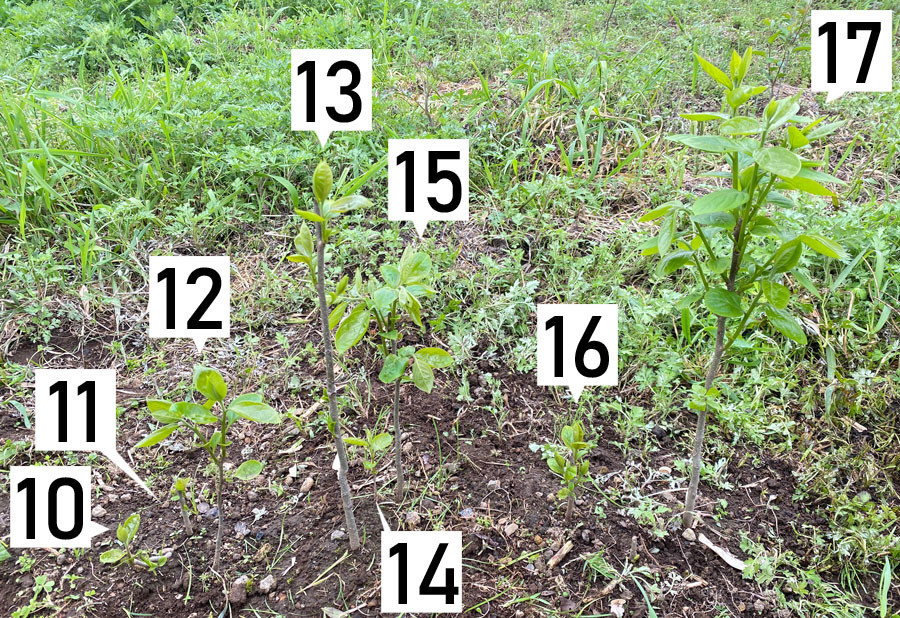 24本柿の新芽が成長しています。2022/4/19（１年４か月６日目）