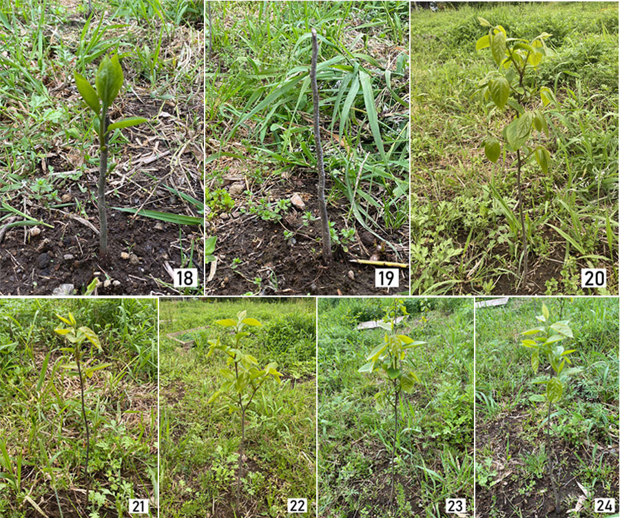 24本柿の新芽が成長しています。2022/4/19（１年４か月６日目）