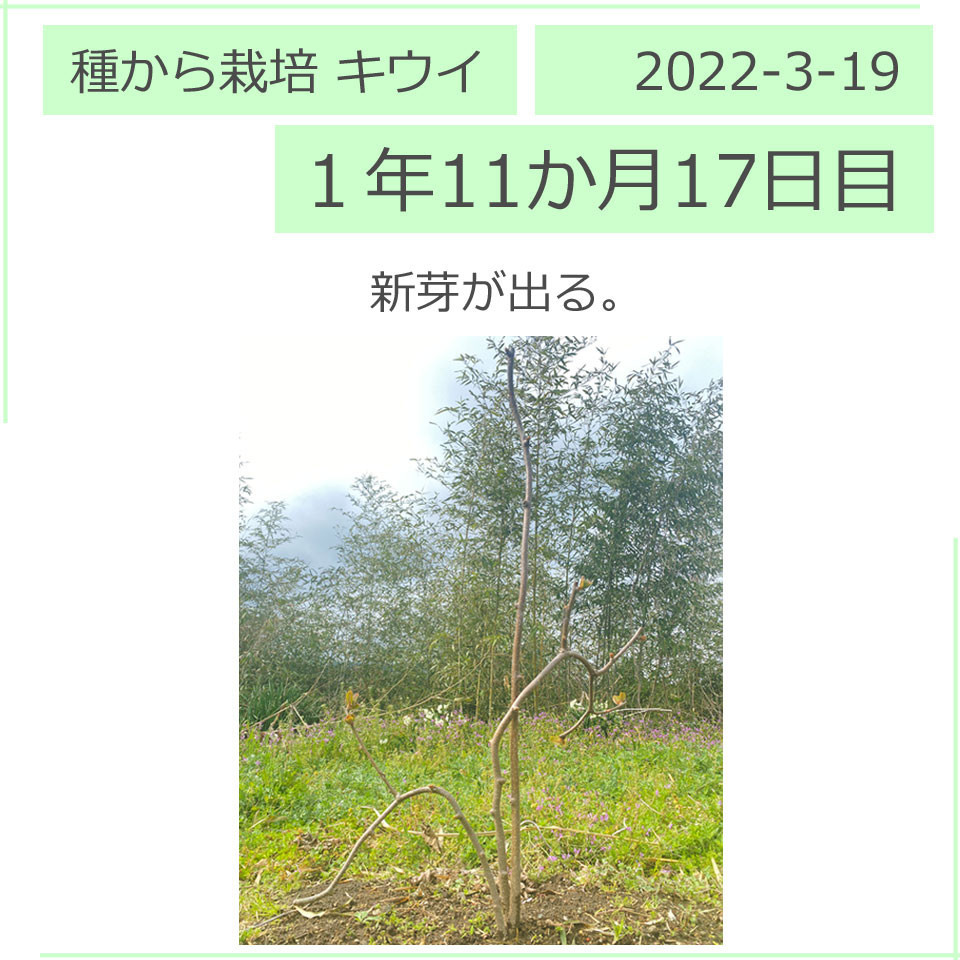 キウイフルーツの新芽が出た。 2022/3/19