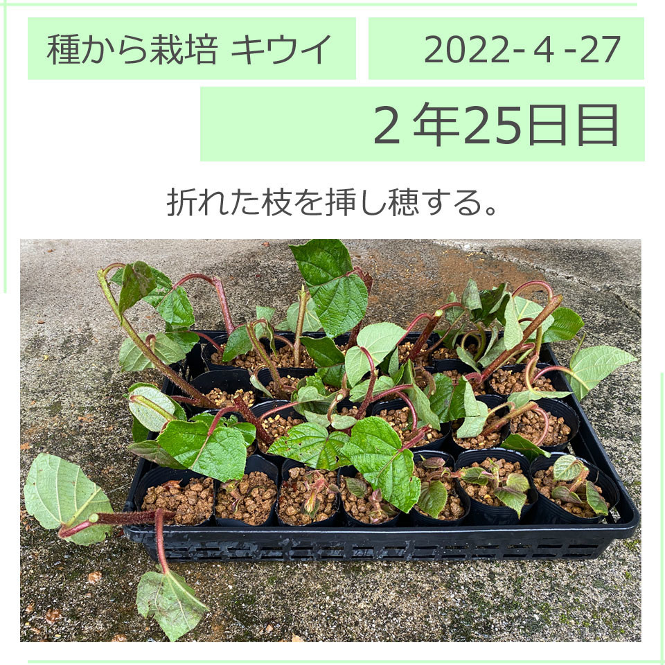 キウイフルーツの挿し穂。2022/4/27（２年25日目）