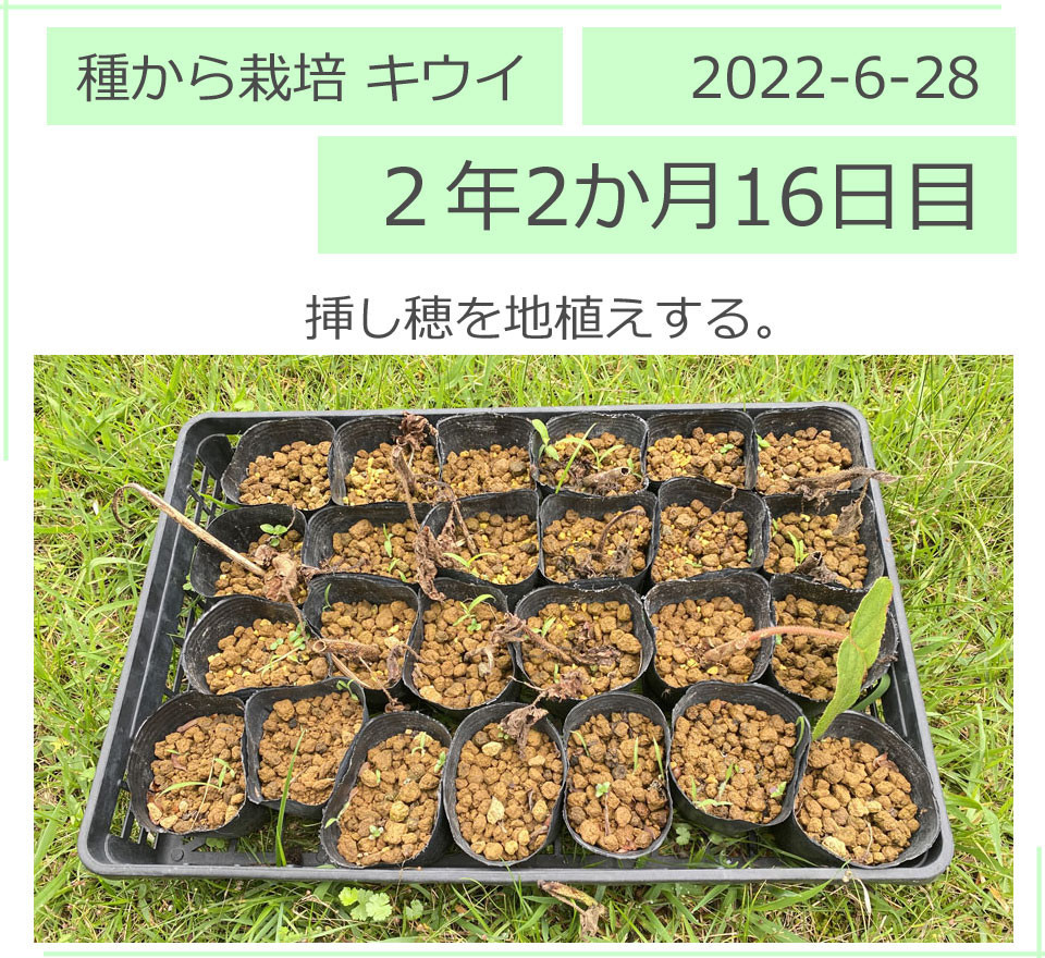 キウイフルーツの挿し穂。１本しか成功しませんでした。2022/6/28（２年２か月16日目）