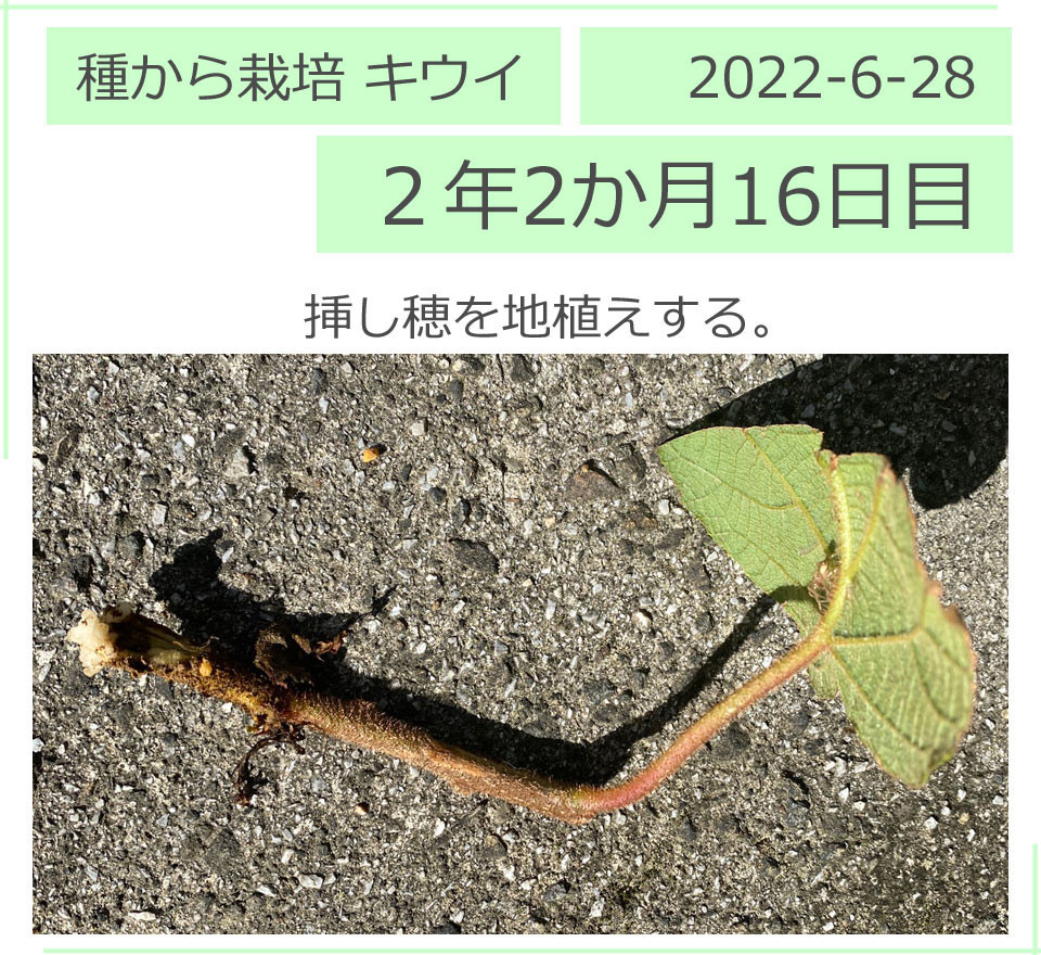 キウイフルーツの挿し穂。こんな感じ。2022/6/28（２年２か月16日目）