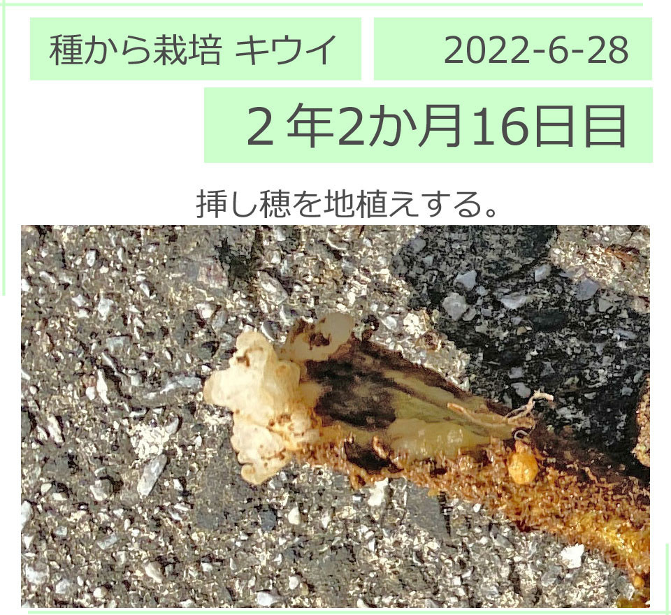 キウイフルーツの挿し穂の先　白くボコボコしてました。2022/6/28（２年２か月16日目）