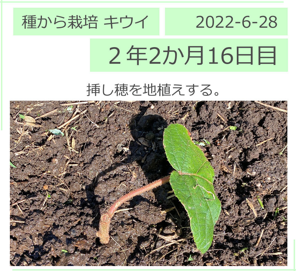キウイフルーツの挿し穂の地植え。2022/6/28（２年２か月16日目）
