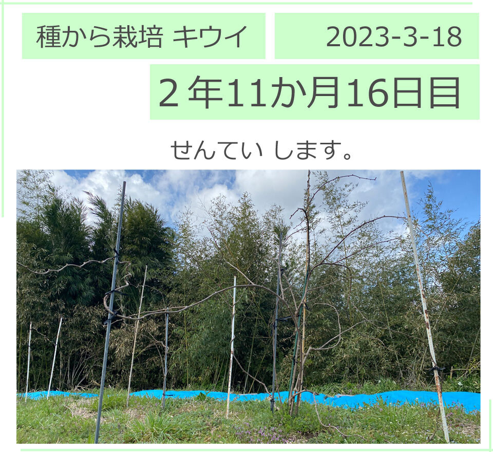 キウイフルーツの苗を剪定する。2023/3/18（２年11か月16日目）