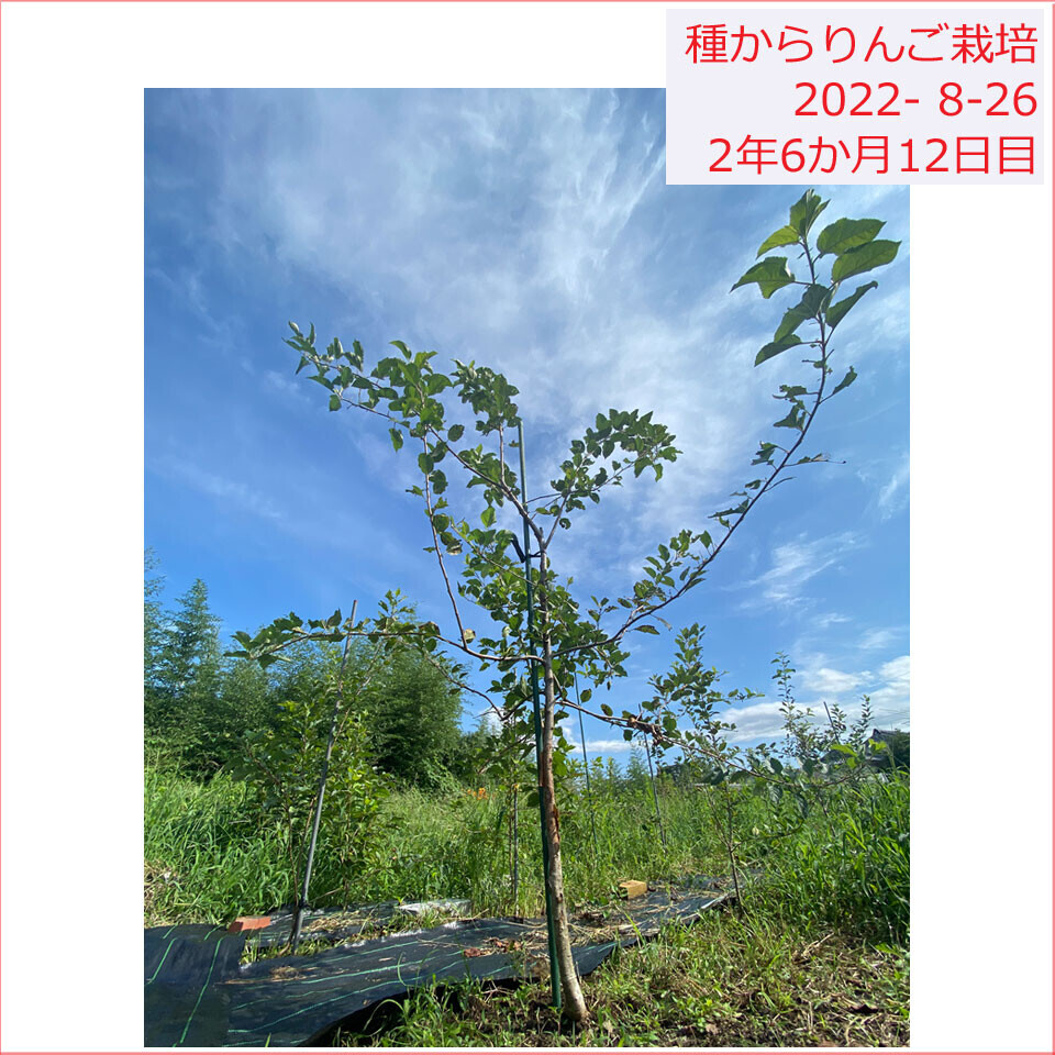 りんご種から栽培 葉っぱもりもり 2022/8/26(2年6か月12日目)
