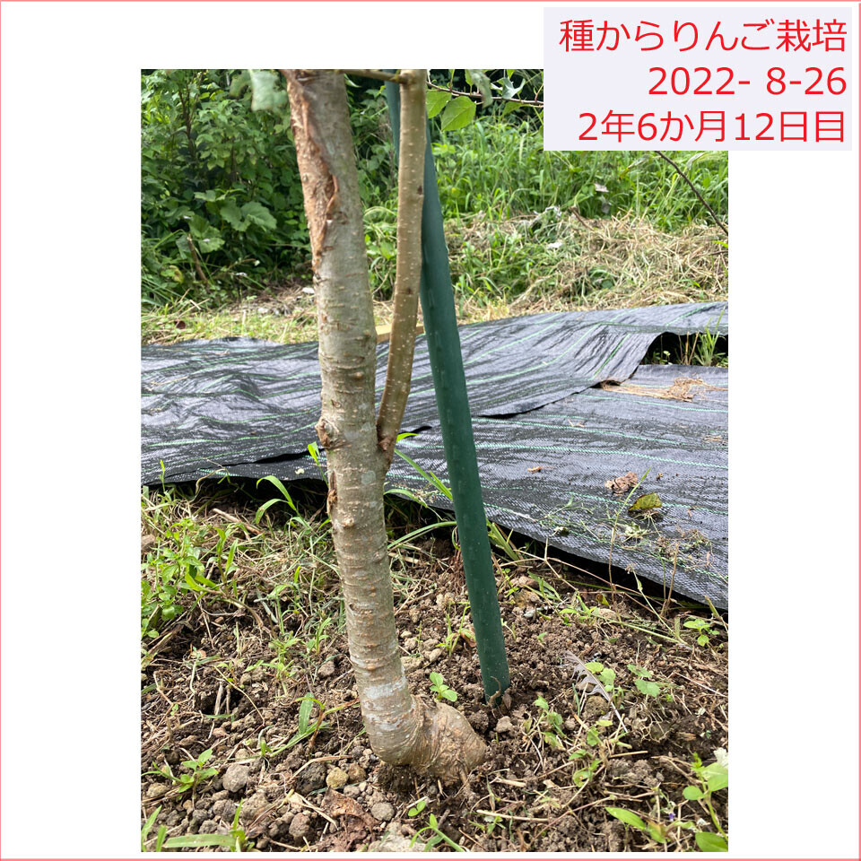 りんご種から栽培 下の方からの枝が 2022/8/26(2年6か月12日目)