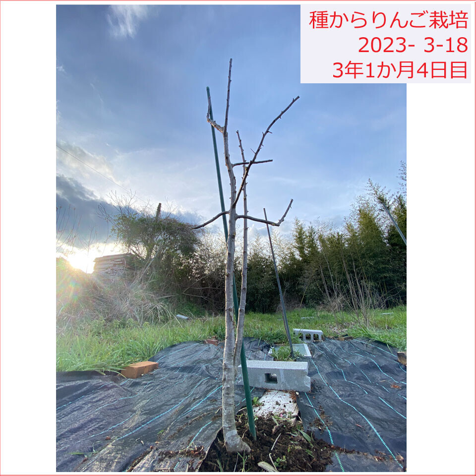 りんご種から栽培 剪定後 2023/3/18(3年1か月4日目)