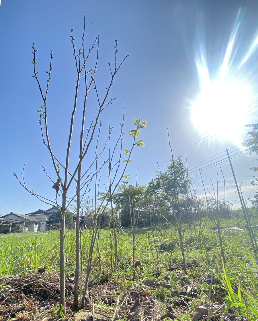 柿の木剪定前。2023/3/30（２年３か月16日目）