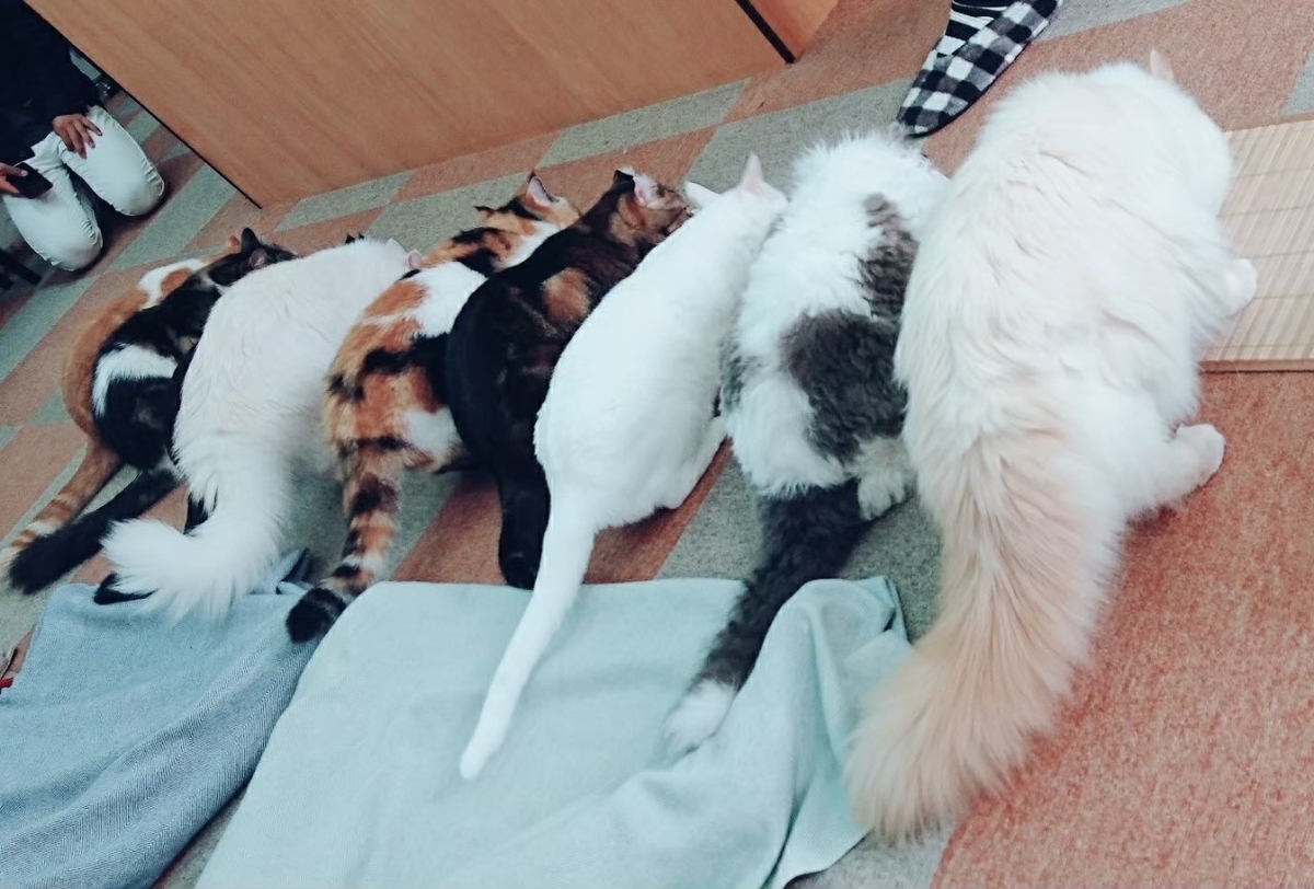 f:id:wata18saki:20210222155807j:plain