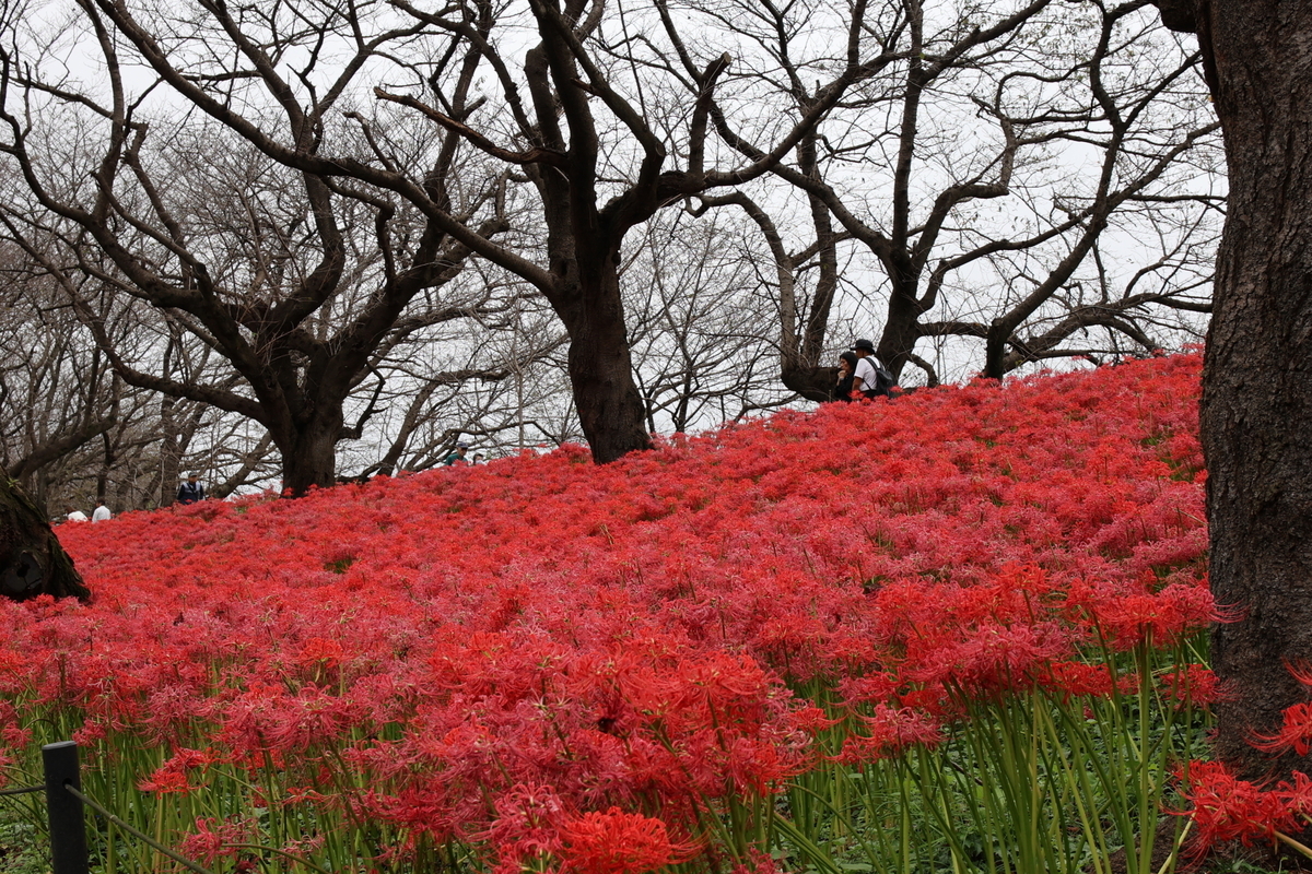 彼岸花 - Wata929の普通日記