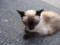 [猫]