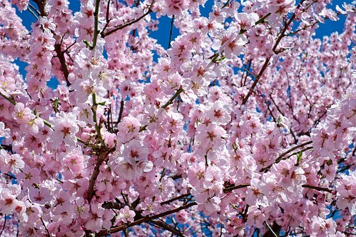 年の静内桜まつりの穴場スポット 車で行く場合の駐車場は アラサーだってピンクが着たい 年の静内桜まつりの穴場スポット 車で行く場合の駐車場は アラサーだってピンクが着たい