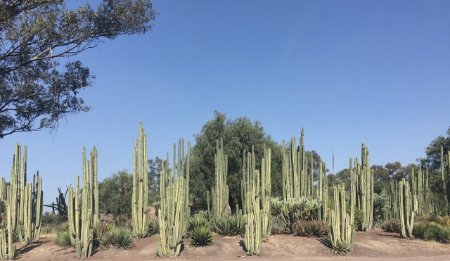 f:id:watachan02:20201105054455j:plain メキシコの公園