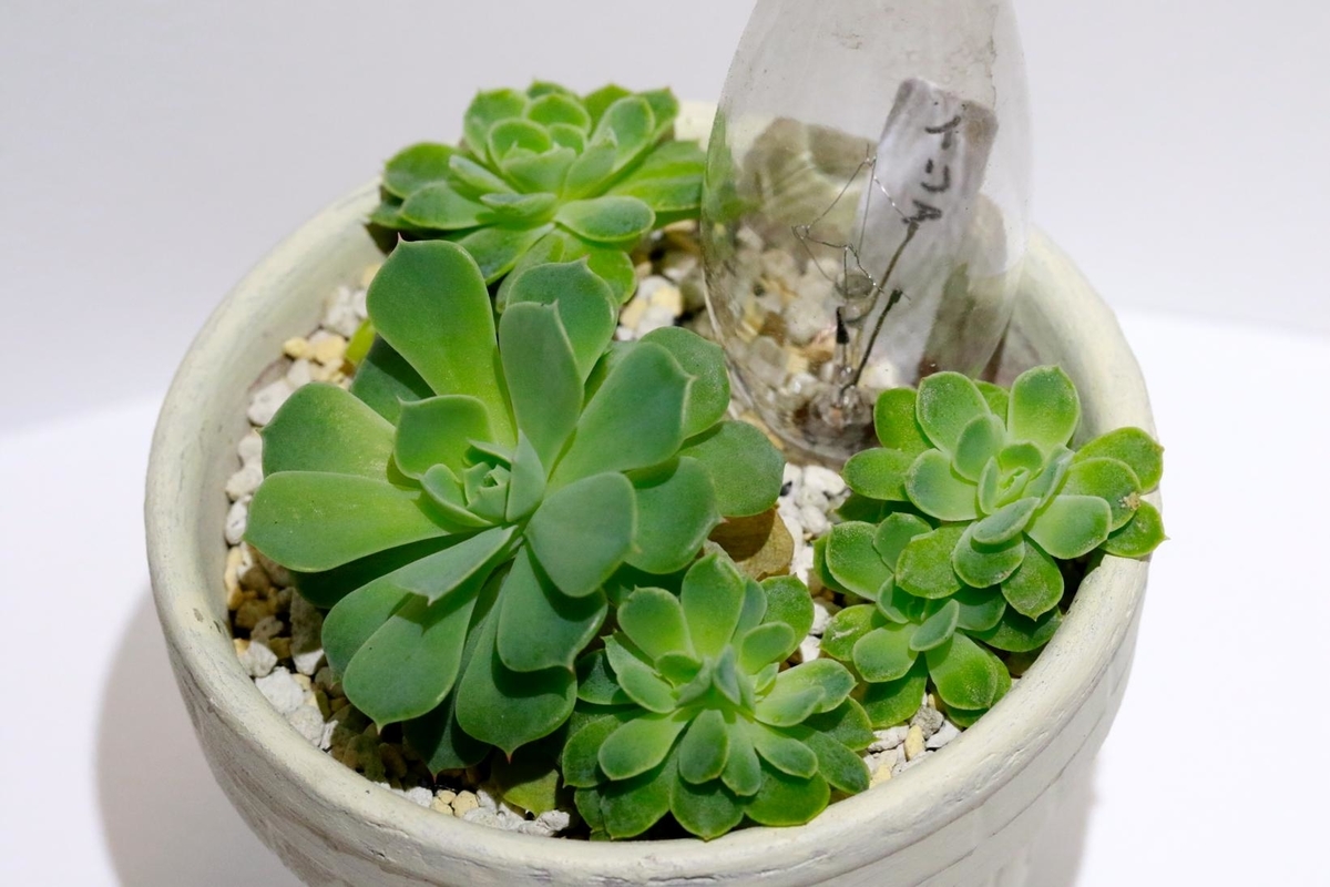 多肉植物の 綴化 とは何 綴化 てっか の意味を分かりやすく解説 Annzu Life アンズ ライフ 多肉植物の 綴化 とは何 綴化 てっか の意味を分かりやすく解説 Annzu Life アンズ ライフ