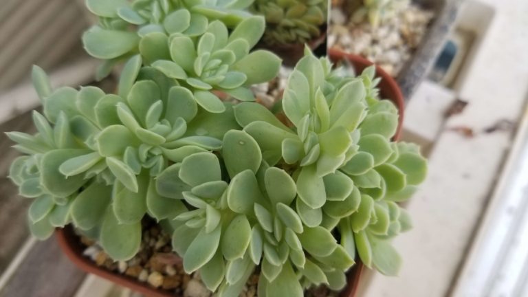 多肉植物の 綴化 とは何 綴化 てっか の意味を分かりやすく解説 Annzu Life アンズ ライフ 多肉植物の 綴化 とは何 綴化 てっか の意味を分かりやすく解説 Annzu Life アンズ ライフ